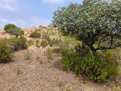 TERRENO COM 41.760 M2 - COM POSSIBILIDADE DE CONSTRUIR APOIO AGRICOLA - PISA BARRO - EM CASTRO MARIM - ALGARVE