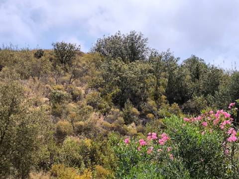TERRENO COM 41.760 M2 - COM POSSIBILIDADE DE CONSTRUIR APOIO AGRICOLA - PISA BARRO - EM CASTRO MARIM - ALGARVE