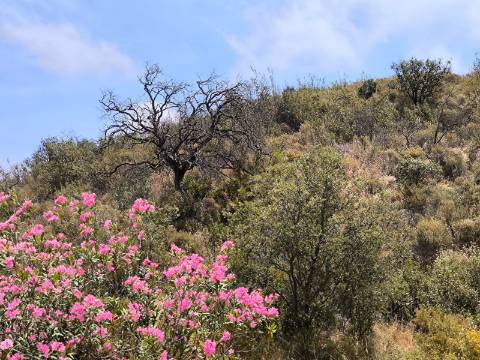TERRENO COM 41.760 M2 - COM POSSIBILIDADE DE CONSTRUIR APOIO AGRICOLA - PISA BARRO - EM CASTRO MARIM - ALGARVE