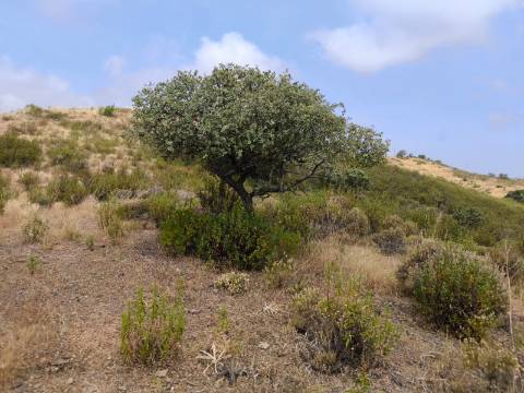 TERRENO COM 41.760 M2 - COM POSSIBILIDADE DE CONSTRUIR APOIO AGRICOLA - PISA BARRO - EM CASTRO MARIM - ALGARVE