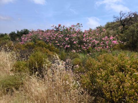 TERRENO COM 41.760 M2 - COM POSSIBILIDADE DE CONSTRUIR APOIO AGRICOLA - PISA BARRO - EM CASTRO MARIM - ALGARVE