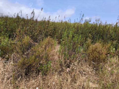 TERRENO COM 41.760 M2 - COM POSSIBILIDADE DE CONSTRUIR APOIO AGRICOLA - PISA BARRO - EM CASTRO MARIM - ALGARVE