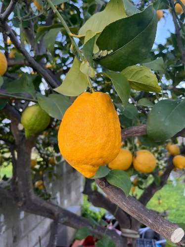 MORADIA DE TRÊS QUARTOS COM UM ANEXO - EM CASA BRANCA - CASTRO MARIM - ALGARVE