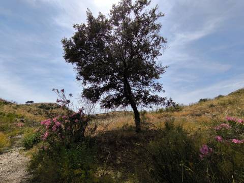 TERRENO COM 24.760 M2 - CORTE ANTÓNIO MARTINS - VILA NOVA DE CACELA - VRSA