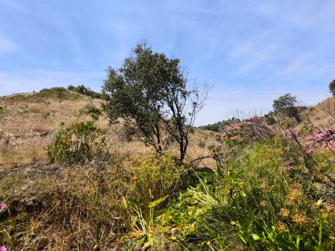 TERRENO COM 24.760 M2 - CORTE ANTÓNIO MARTINS - VILA NOVA DE CACELA - VRSA