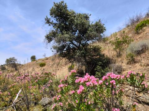 TERRENO COM 24.760 M2 - CORTE ANTÓNIO MARTINS - VILA NOVA DE CACELA - VRSA