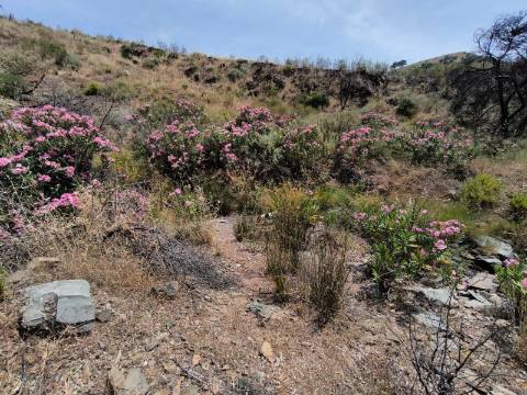 TERRENO COM 24.760 M2 - CORTE ANTÓNIO MARTINS - VILA NOVA DE CACELA - VRSA