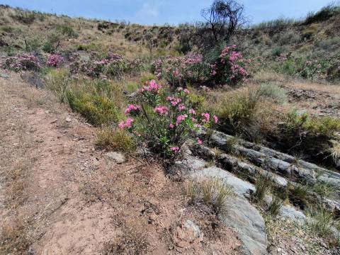 TERRENO COM 24.760 M2 - CORTE ANTÓNIO MARTINS - VILA NOVA DE CACELA - VRSA