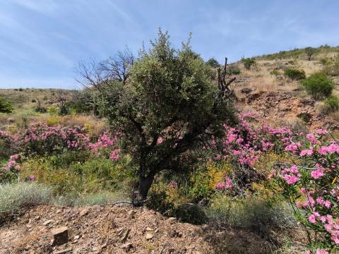 TERRENO COM 24.760 M2 - CORTE ANTÓNIO MARTINS - VILA NOVA DE CACELA - VRSA