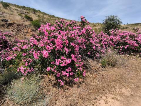 TERRENO COM 24.760 M2 - CORTE ANTÓNIO MARTINS - VILA NOVA DE CACELA - VRSA