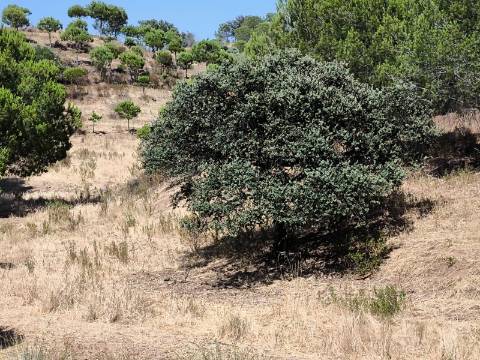 TERRENO COM 11 HECTARES - VISTA MAR - LAGO PRIVADO - EM VALE DAS ZORRAS - CASTRO MARIM - ALGARVE