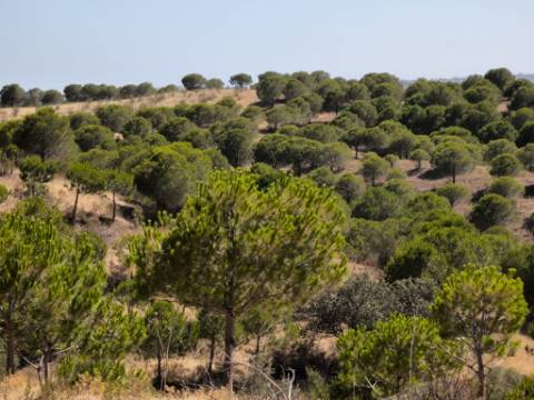 TERRENO COM 11 HECTARES - VISTA MAR - LAGO PRIVADO - EM VALE DAS ZORRAS - CASTRO MARIM - ALGARVE