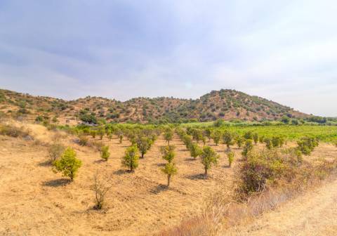 Herdade com 8,7 Hectares - Excelente Localização