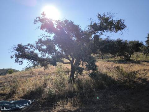 TERRENO RUSTICO COM 27.260 M2 - COM POÇO - COM POSSIBILIDADE DE CONSTRUÇÃO DE APOIO AGRICOLA - EM ODELEITE - CASTRO MARIM - ALGARVE