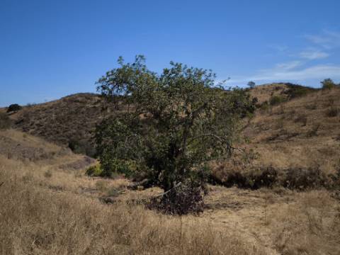 TERRENO COM 24.200 M2 - ACESSO A ÁGUA - VISTA BARRAGEM - POSSIBILIDADE DE CONSTRUIR UM APOIO AGRICOLA - VALE ANDREU - CASTRO MARIM - ALGARVE