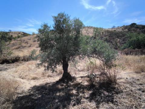 TERRENO COM 24.200 M2 - ACESSO A ÁGUA - VISTA BARRAGEM - POSSIBILIDADE DE CONSTRUIR UM APOIO AGRICOLA - VALE ANDREU - CASTRO MARIM - ALGARVE