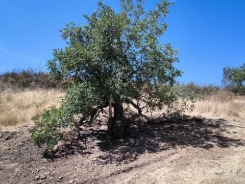 TERRENO COM 24.200 M2 - ACESSO A ÁGUA - VISTA BARRAGEM - POSSIBILIDADE DE CONSTRUIR UM APOIO AGRICOLA - VALE ANDREU - CASTRO MARIM - ALGARVE