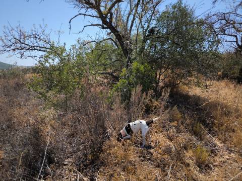 TERRENO COM 7640 M2 JUNTO A ENTRADA DA ALDEIA DE CORTES PEREIRA - ALCOUTIM - ALGARVE