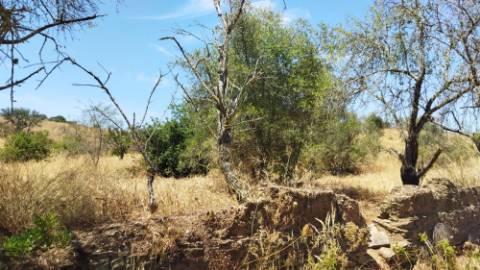 TERRENO COM 7640 M2 JUNTO A ENTRADA DA ALDEIA DE CORTES PEREIRA - ALCOUTIM - ALGARVE
