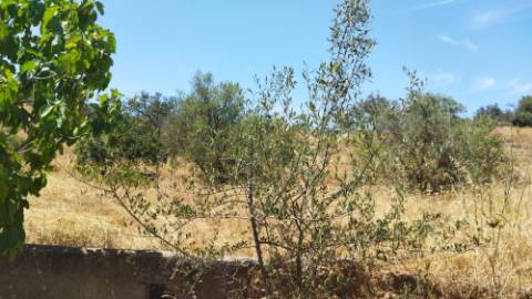 TERRENO COM 7640 M2 JUNTO A ENTRADA DA ALDEIA DE CORTES PEREIRA - ALCOUTIM - ALGARVE