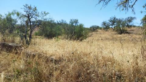 TERRENO COM 7640 M2 JUNTO A ENTRADA DA ALDEIA DE CORTES PEREIRA - ALCOUTIM - ALGARVE