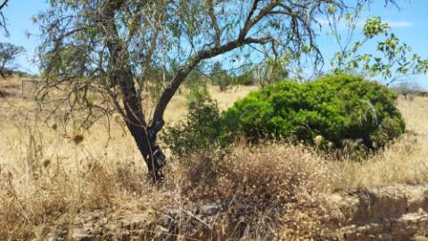 TERRENO COM 7640 M2 JUNTO A ENTRADA DA ALDEIA DE CORTES PEREIRA - ALCOUTIM - ALGARVE