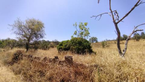 TERRENO COM 7640 M2 JUNTO A ENTRADA DA ALDEIA DE CORTES PEREIRA - ALCOUTIM - ALGARVE
