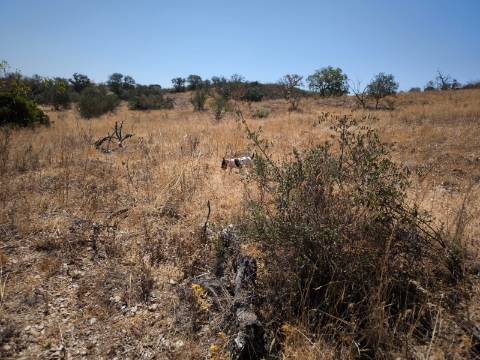 TERRENO COM 7640 M2 JUNTO A ENTRADA DA ALDEIA DE CORTES PEREIRA - ALCOUTIM - ALGARVE