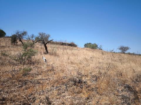 TERRENO COM 7640 M2 JUNTO A ENTRADA DA ALDEIA DE CORTES PEREIRA - ALCOUTIM - ALGARVE