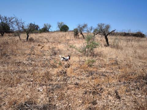 TERRENO COM 7640 M2 JUNTO A ENTRADA DA ALDEIA DE CORTES PEREIRA - ALCOUTIM - ALGARVE