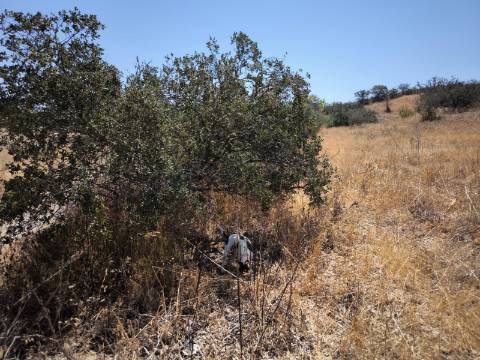 TERRENO COM 7640 M2 JUNTO A ENTRADA DA ALDEIA DE CORTES PEREIRA - ALCOUTIM - ALGARVE