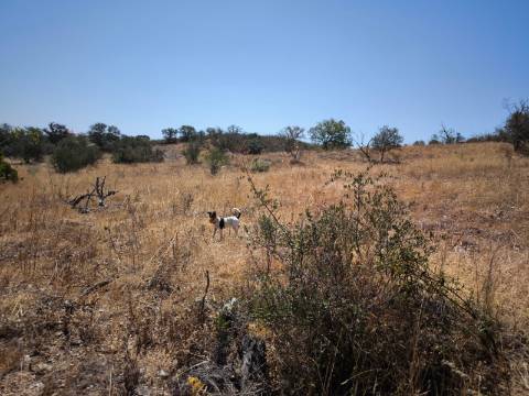 TERRENO COM 7640 M2 JUNTO A ENTRADA DA ALDEIA DE CORTES PEREIRA - ALCOUTIM - ALGARVE