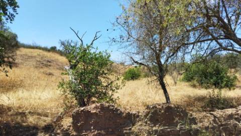 TERRENO COM 7640 M2 JUNTO A ENTRADA DA ALDEIA DE CORTES PEREIRA - ALCOUTIM - ALGARVE