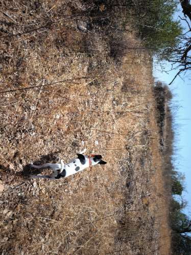 TERRENO COM 7640 M2 JUNTO A ENTRADA DA ALDEIA DE CORTES PEREIRA - ALCOUTIM - ALGARVE