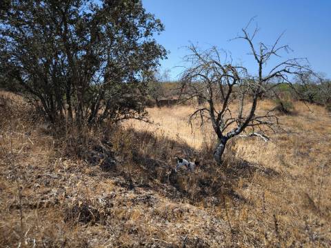 TERRENO COM 7640 M2 JUNTO A ENTRADA DA ALDEIA DE CORTES PEREIRA - ALCOUTIM - ALGARVE