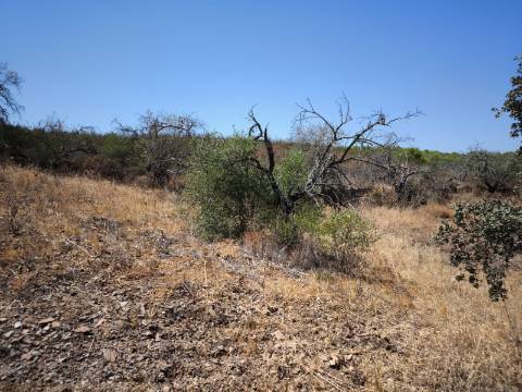 TERRENO COM 7640 M2 JUNTO A ENTRADA DA ALDEIA DE CORTES PEREIRA - ALCOUTIM - ALGARVE