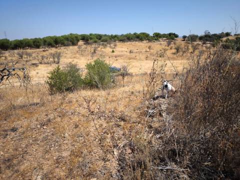 TERRENO COM 7640 M2 JUNTO A ENTRADA DA ALDEIA DE CORTES PEREIRA - ALCOUTIM - ALGARVE