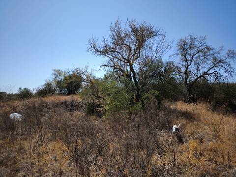 TERRENO COM 7640 M2 JUNTO A ENTRADA DA ALDEIA DE CORTES PEREIRA - ALCOUTIM - ALGARVE