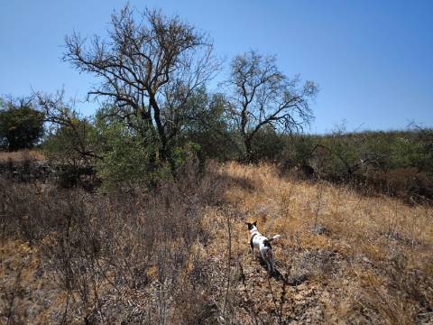 TERRENO COM 7640 M2 JUNTO A ENTRADA DA ALDEIA DE CORTES PEREIRA - ALCOUTIM - ALGARVE