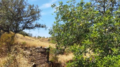 TERRENO COM 7640 M2 JUNTO A ENTRADA DA ALDEIA DE CORTES PEREIRA - ALCOUTIM - ALGARVE