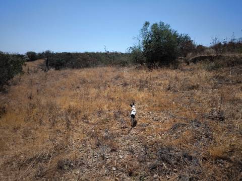 TERRENO COM 7640 M2 JUNTO A ENTRADA DA ALDEIA DE CORTES PEREIRA - ALCOUTIM - ALGARVE