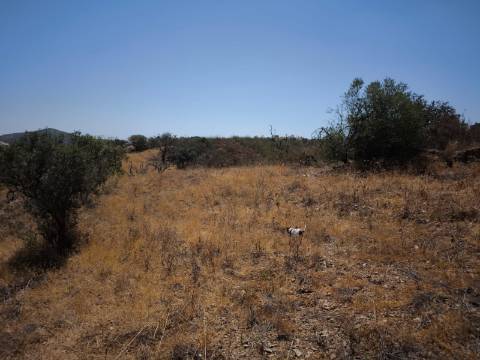 TERRENO COM 7640 M2 JUNTO A ENTRADA DA ALDEIA DE CORTES PEREIRA - ALCOUTIM - ALGARVE