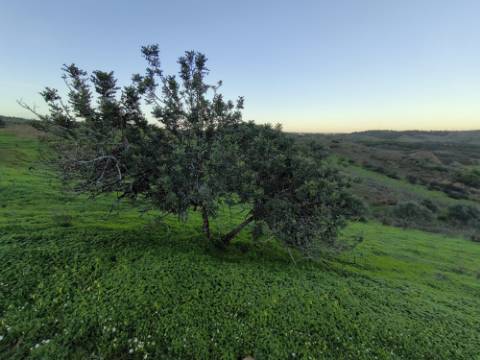 TERRENO MISTO COM 99.760 M² - COM RUÍNA - POÇOS - CONSTRUÇÃO DE HABITAÇÃO E OU TURISMO RURAL - VALE ANDREU - CASTRO MARIM - ALGARVE