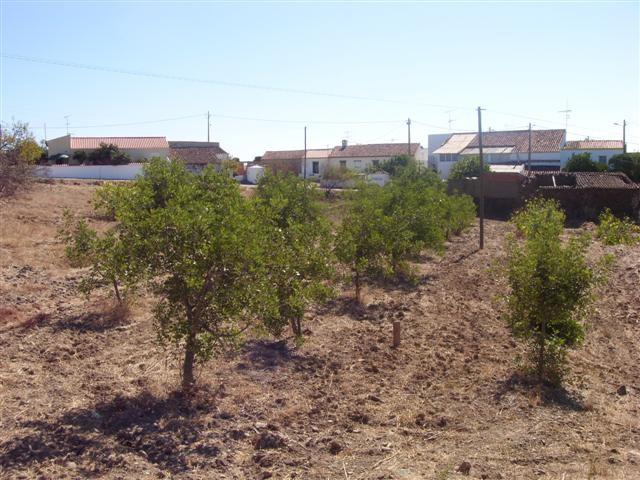 Terreno rustico situado em Corujos, Azinhal.