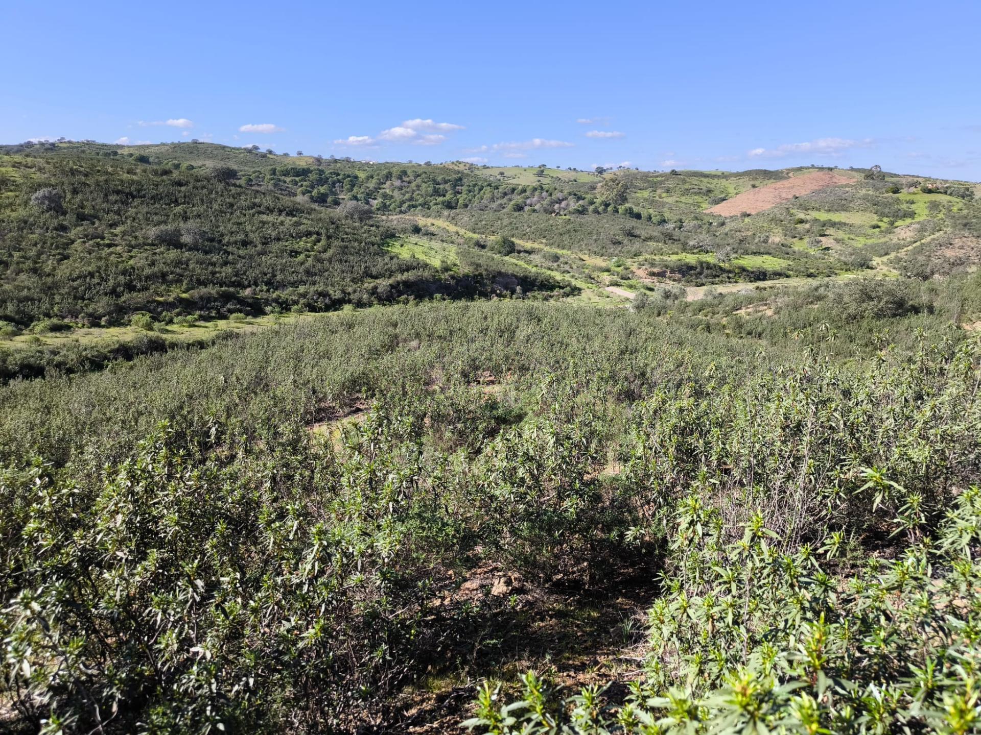 TERRENO COM 51.360 M2 - COM POSSIBILIDADE DE CONSTRUÇÃO - TURISMO - CASA DO AGRICULTOR - EM CASTRO MARIM - ALGARVE