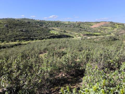 TERRENO COM 51.360 M2 - COM POSSIBILIDADE DE CONSTRUÇÃO - TURISMO - CASA DO AGRICULTOR - EM CASTRO MARIM - ALGARVE