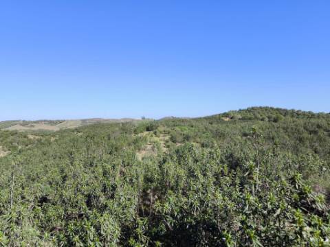 TERRENO COM 51.360 M2 - COM POSSIBILIDADE DE CONSTRUÇÃO - TURISMO - CASA DO AGRICULTOR - EM CASTRO MARIM - ALGARVE