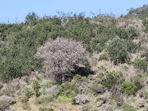 TERRENO COM 51.360 M2 - COM POSSIBILIDADE DE CONSTRUÇÃO - TURISMO - CASA DO AGRICULTOR - EM CASTRO MARIM - ALGARVE