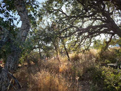 TERRENO COM 1.320 M2 - A POUCOS MINUTOS DA PRAIA - AZEDA - SÃO BARTOLOMEU DO SUL - CASTRO MARIM - ALGARVE