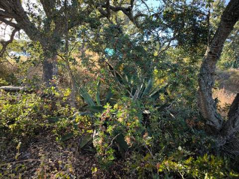 TERRENO COM 1.320 M2 - A POUCOS MINUTOS DA PRAIA - AZEDA - SÃO BARTOLOMEU DO SUL - CASTRO MARIM - ALGARVE